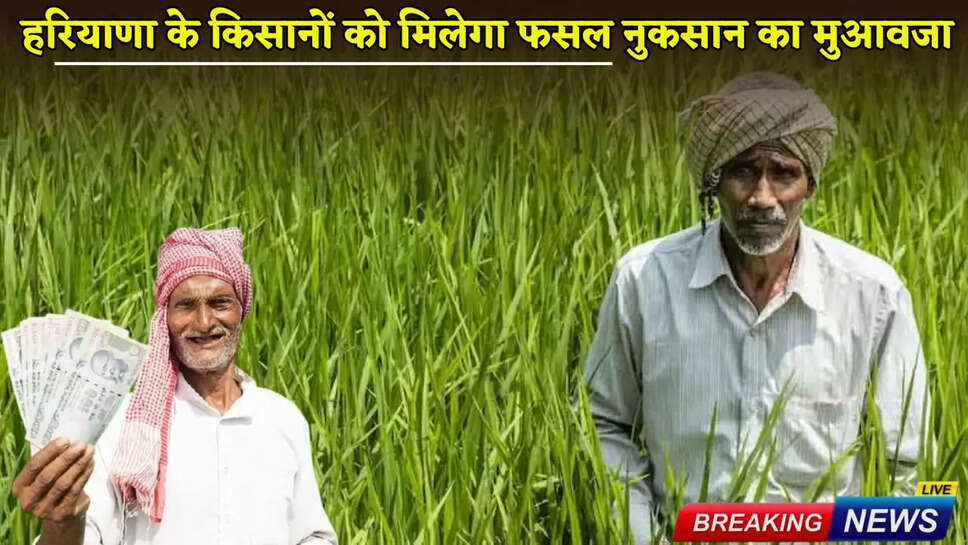 Haryana farmers will get compensation for crop loss