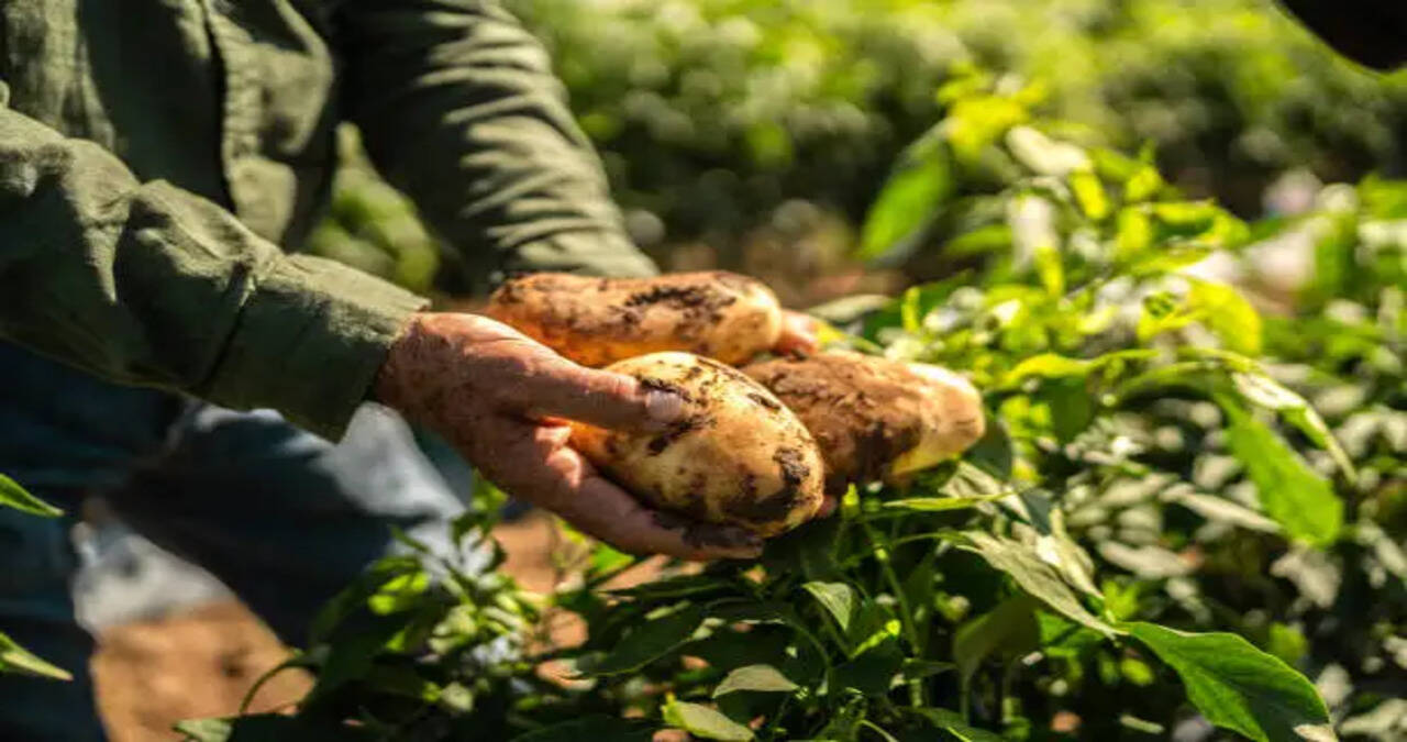 Government Providing Quality Seeds of Various Potato Varieties to Farmers - Shyam Singh Rana