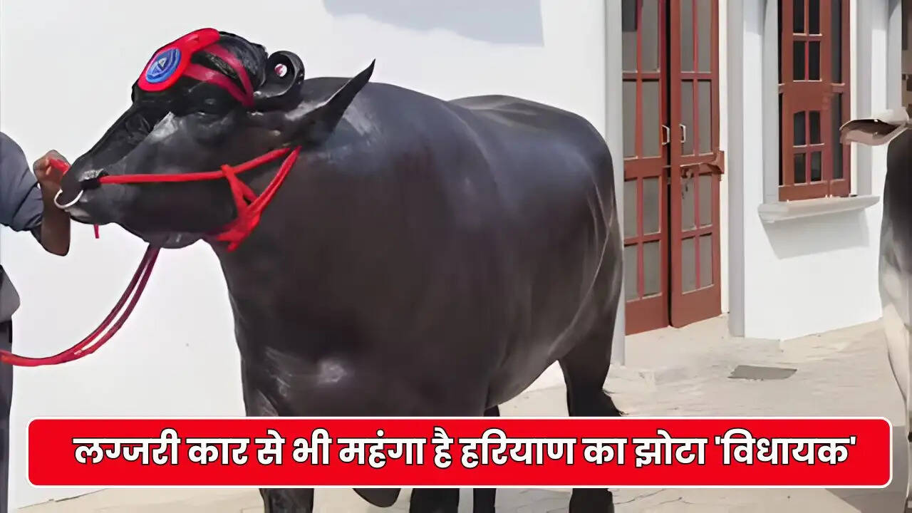 haryana news