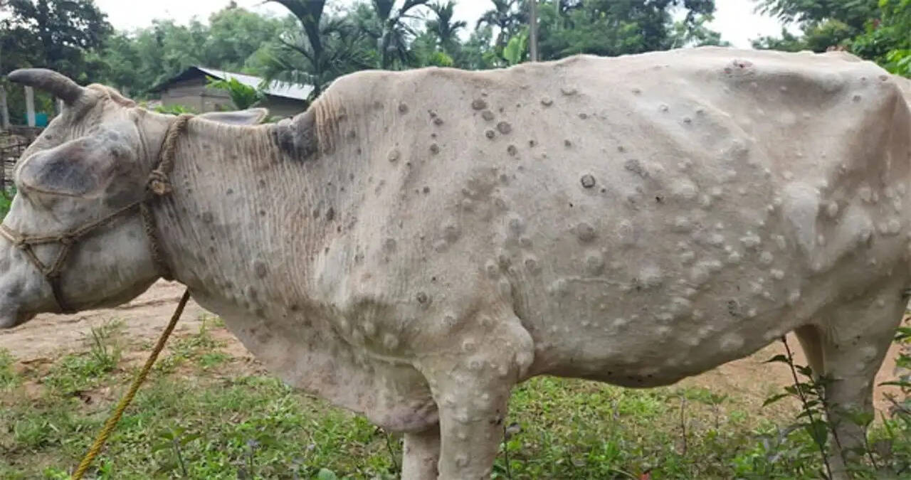 no case of Lumpy Skin Disease (LSD) has been reported in the state