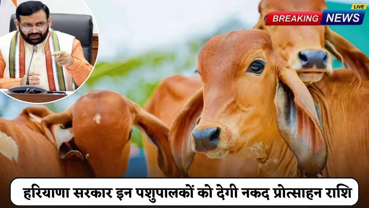 Haryana government will give cash incentives to these cattle keepers
