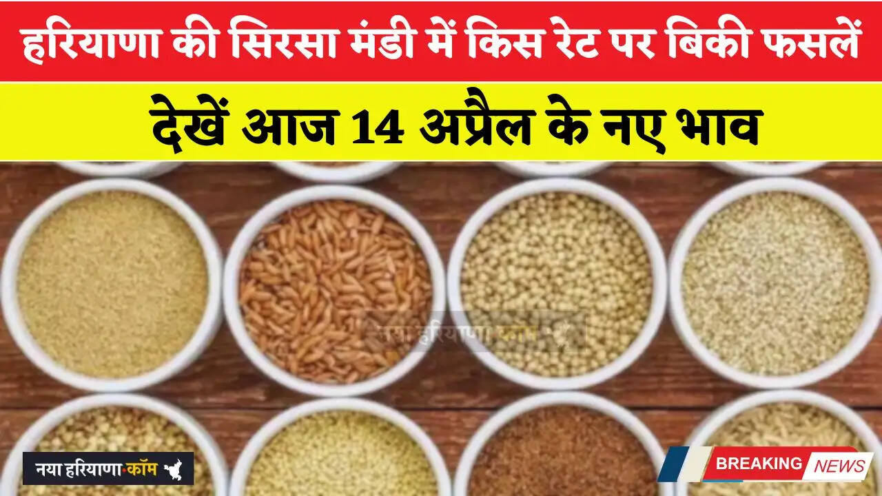 हरियाणा की सिरसा मंडी में आज 14 अप्रैल को किस रेट पर बिकी फसलें, देखें नए भाव