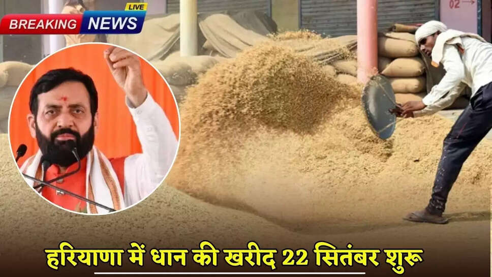 Paddy procurement begins in Haryana on September 22