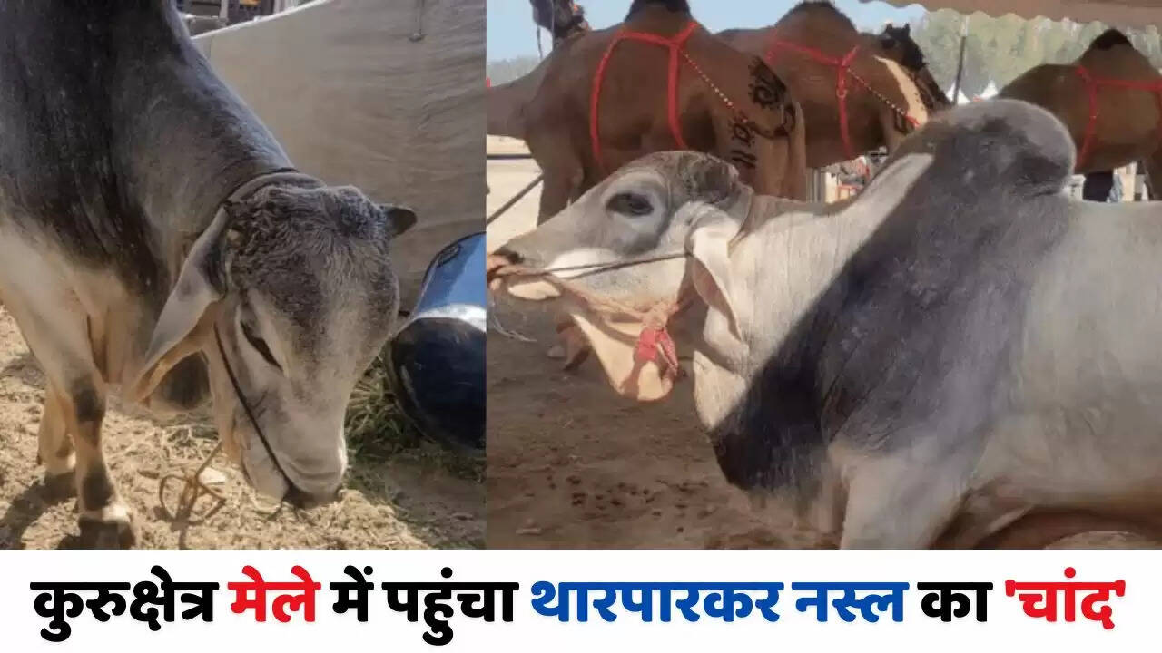 Haryana: कुरुक्षेत्र मेले में पहुंचा थारपारकर नस्ल का 'चांद', &nbsp;5 बार का चैंपियन खाता है हलवा-पुरी&nbsp;