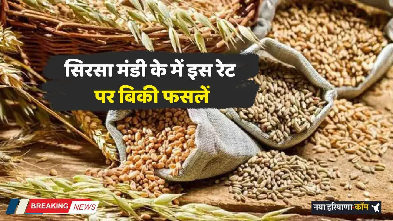 Mandi Bhav: सिरसा मंडी के में इस रेट पर बिकी फसलें, देखें आज के नए भाव