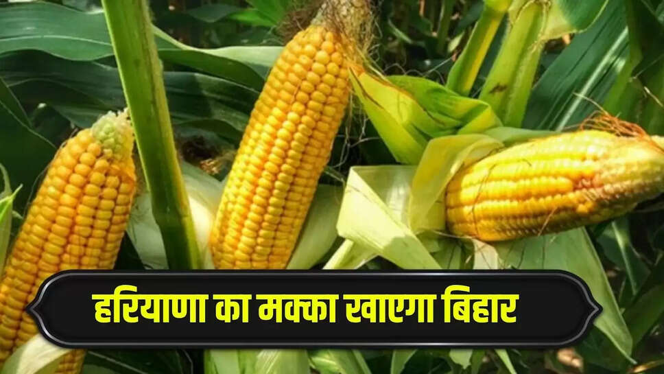 Bihar will consume corn from Haryana, agreement has been made with this company