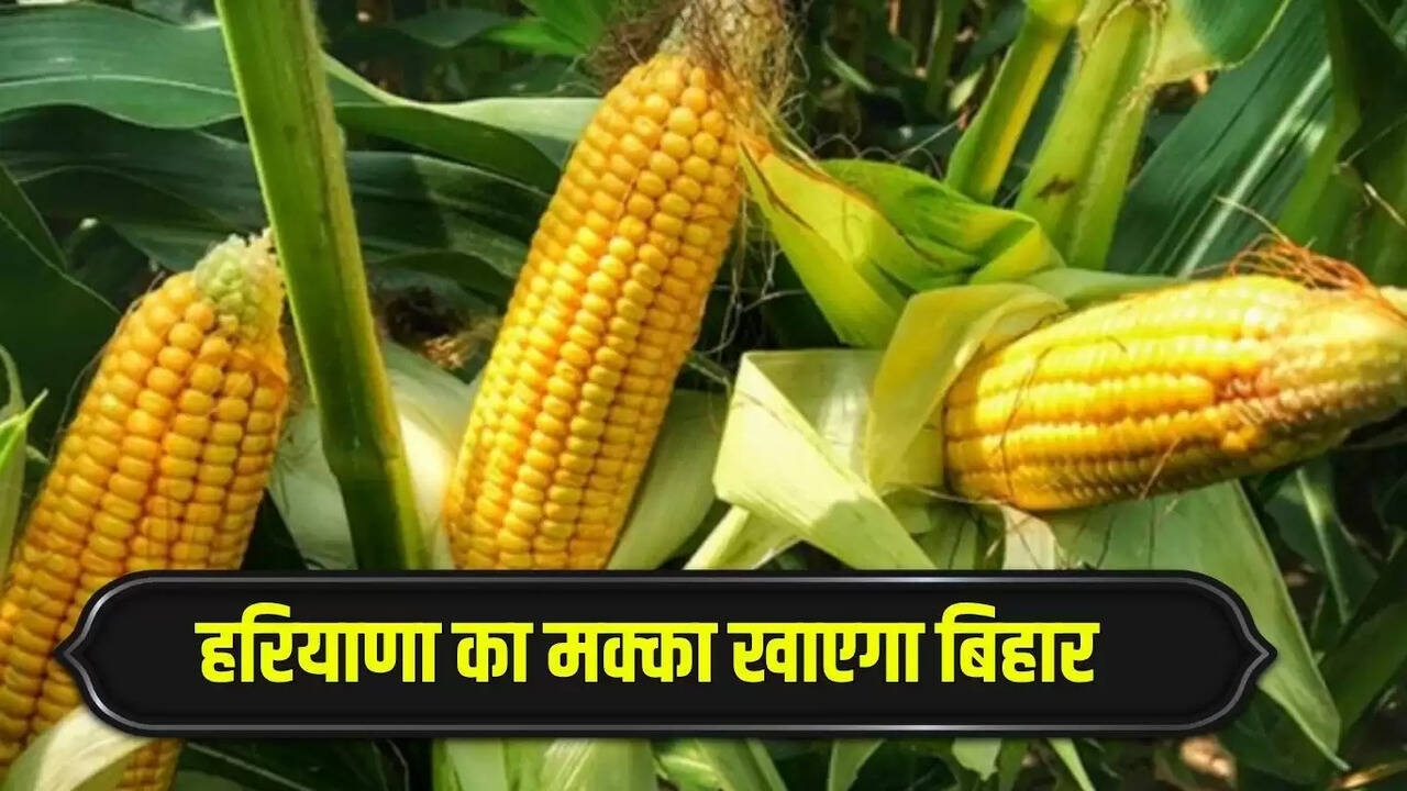 Bihar will consume corn from Haryana, agreement has been made with this company