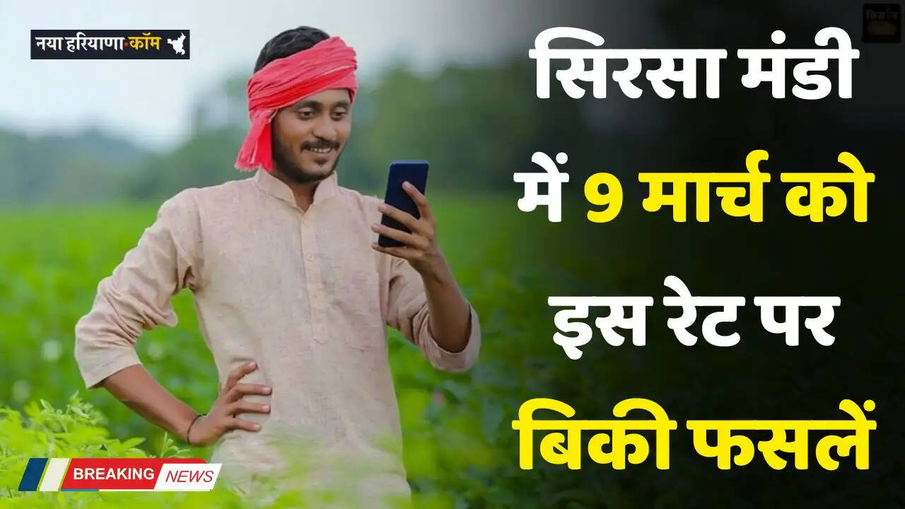 Mandi Bhav: सिरसा मंडी में 9 मार्च को इस रेट पर बिकी फसलें, देखें नए भाव