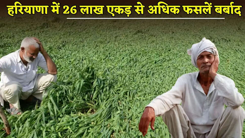 More than 26 lakh acres of crops were destroyed in Haryana