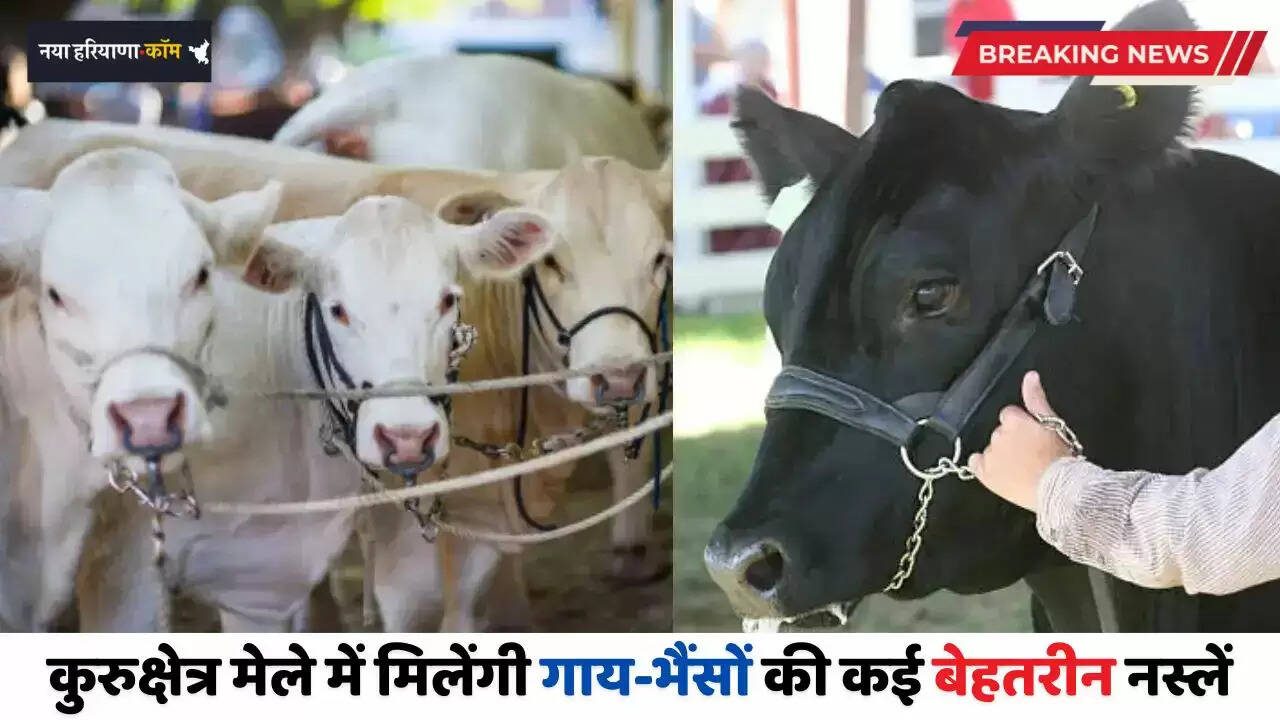 Haryana: कुरुक्षेत्र मेले में मिलेंगी गाय-भैंसों की कई बेहतरीन नस्लें, पशुपालकों की आमदनी बढ़ाने पर सरकार का फोकस