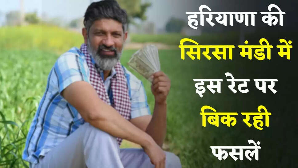 Mandi Bhav: हरियाणा की सिरसा मंडी में इस रेट पर बिक रही फसलें, देखें आज के ताजा भाव