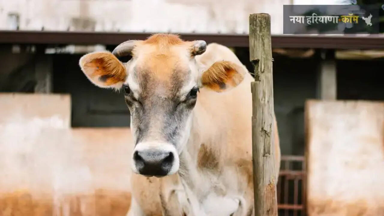 हरियाणा में 85 लाख रुपये से यहां बनेगी आधुनिक गौशाला, आवारा पशुओं से मिलेगी राहत