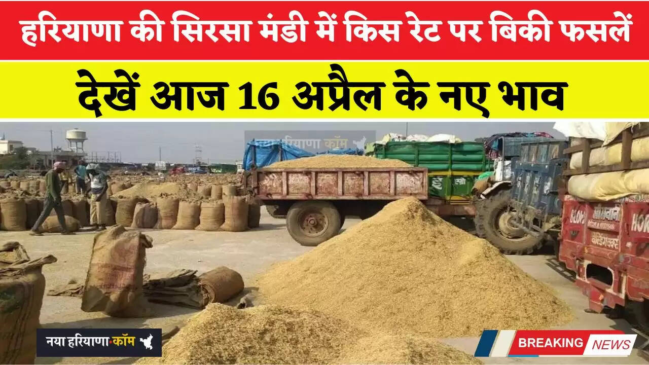 हरियाणा की सिरसा मंडी में आज 16 अप्रैल को किस रेट पर बिकी फसलें, देखें नए भाव