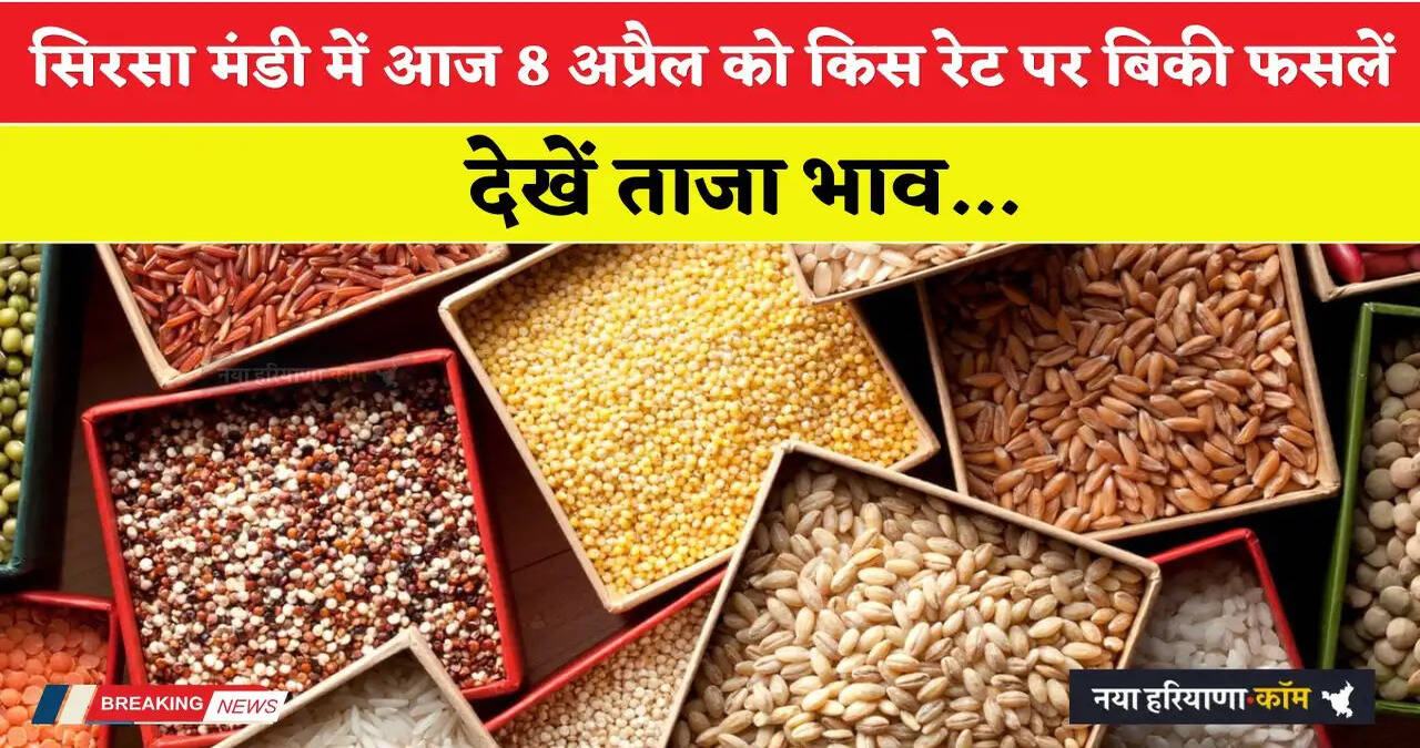 Mandi Bhav: हरियाणा की सिरसा मंडी में आज 8 अप्रैल को किस रेट पर बिकी फसलें, देखें ताजा भाव