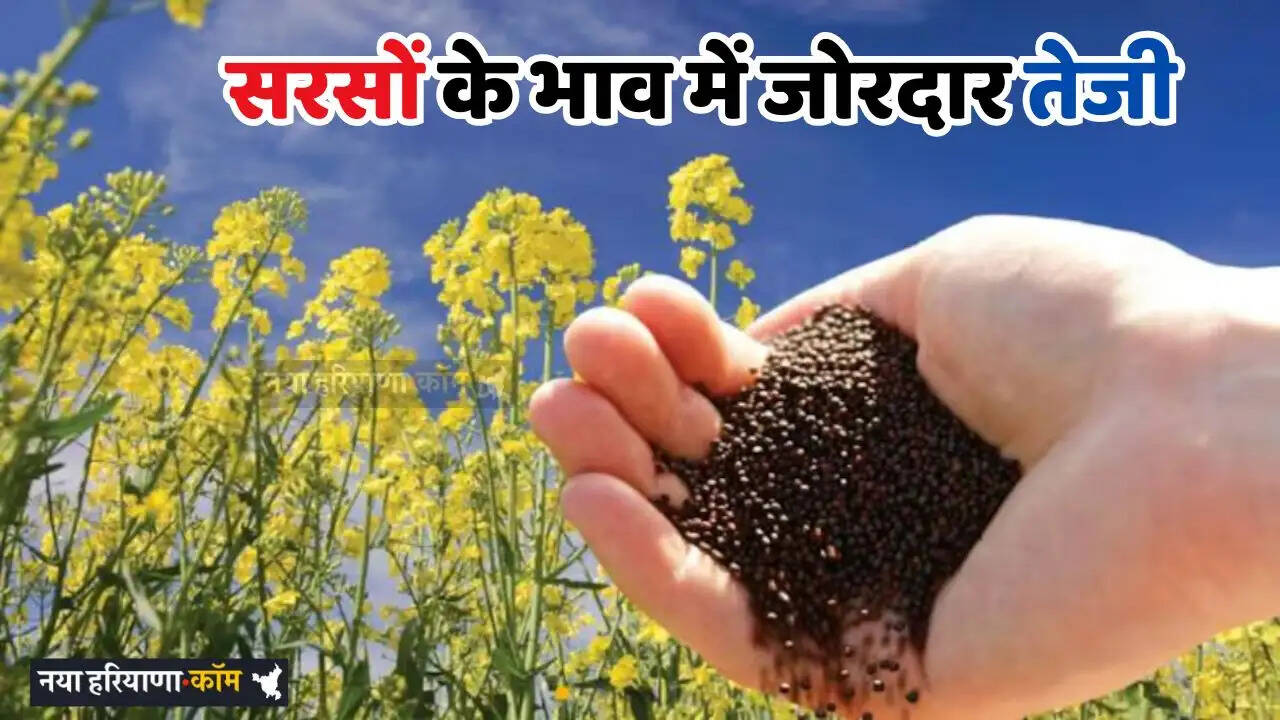 Mandi Bhav: आज सरसों के भाव में जोरदार तेजी, देखें सभी मंडियों के रेट&nbsp;
