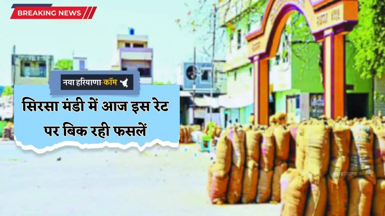 Mandi Bhav: हरियाणा की सिरसा मंडी में आज इस रेट पर बिक रही फसलें, देखें नए भाव&nbsp;&nbsp;