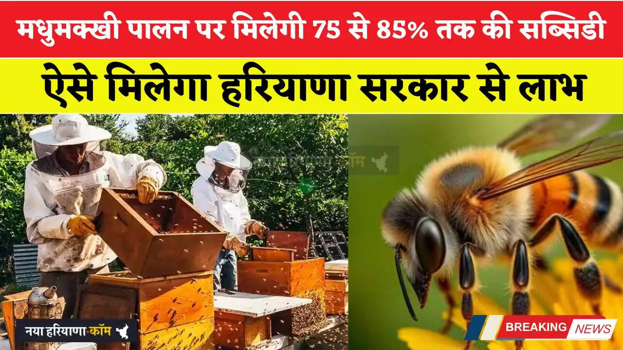 हरियाणा सरकार दे रही मधुमक्खी पालन करने पर&nbsp;85 % तक की सब्सिडी, ऐसे मिलेगा लाभ&nbsp;