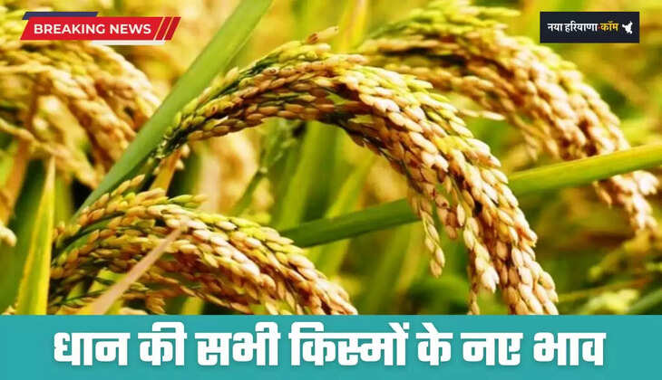 Paddy Price Today: 1121-1718 में आई जबरदस्त तेजी, देखें धान की सभी किस्मों के नए भाव 