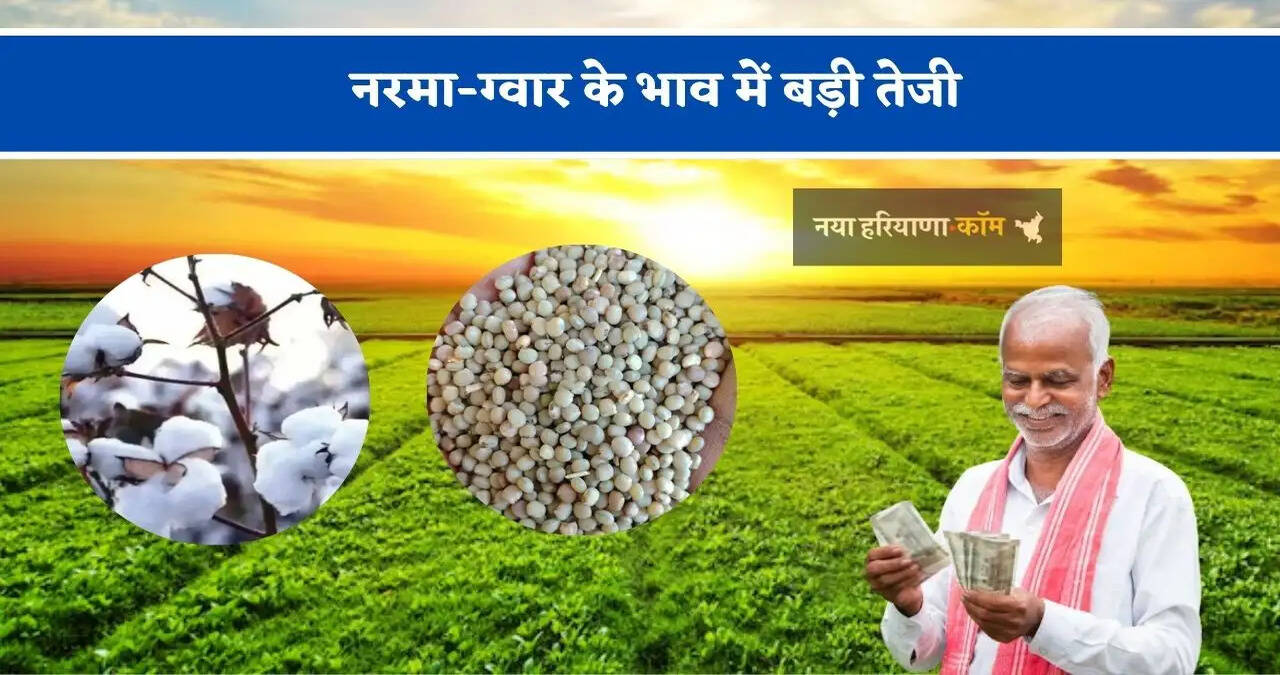 नरमा-ग्वार के भाव में बड़ी तेजी, देखें सिरसा&nbsp;मंडी&nbsp;के नए दाम
