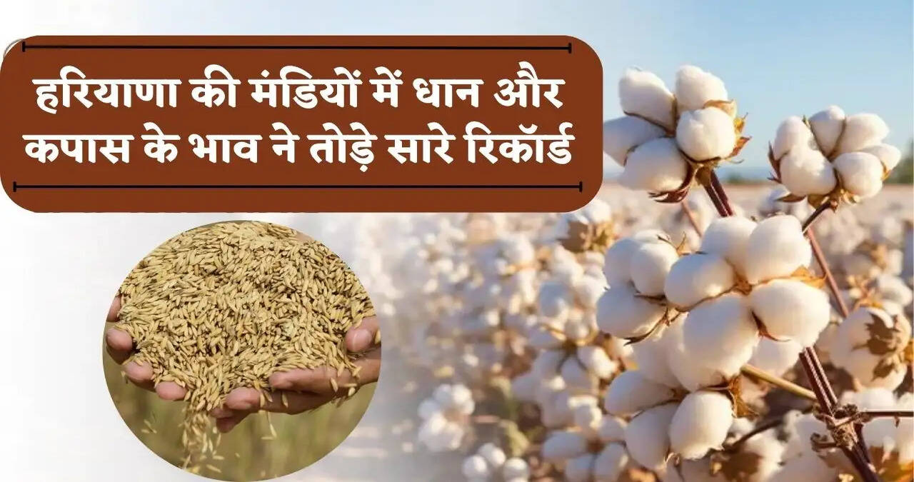 हरियाणा की मंडियों में धान- कपास के भाव ने तोड़े सारे रिकॉर्ड, खुशी से झूम उठे किसानों के चेहरे