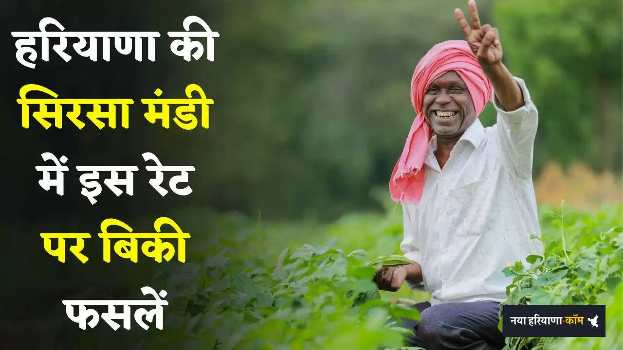 Mandi Bhav: हरियाणा की सिरसा मंडी में इस रेट पर बिकी फसलें, देखें आज के ताजा भाव&nbsp;