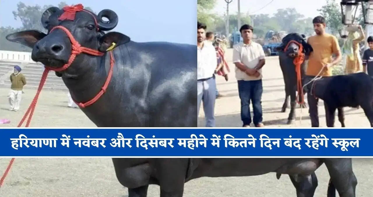हरियाणा की भैंस दुर्गा ने रोजाना 41 किलो दूध देकर तोड़ डाले सारे रिकॉर्ड, रोजाना सरसों तेल से होती है मालिश&nbsp;