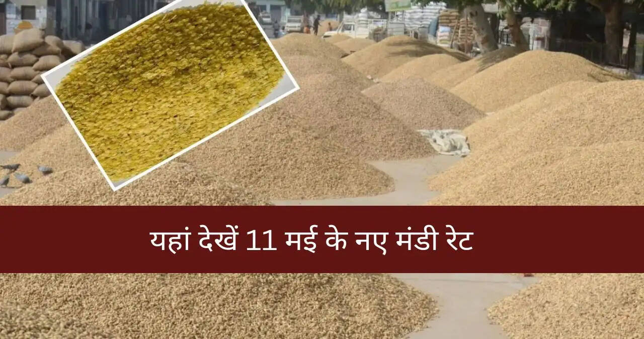 आज ग्वार समेत इन फसलों के भाव में तेजी, यहां देखें 11 मई के नए मंडी रेट&nbsp;