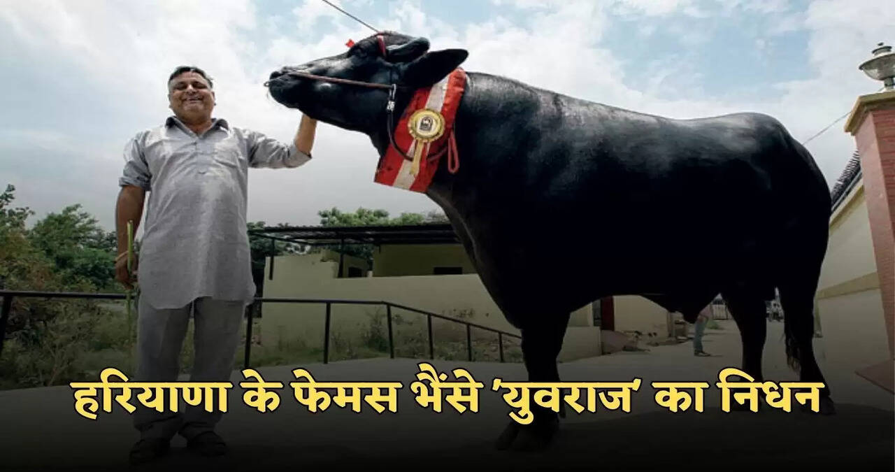 haryana news