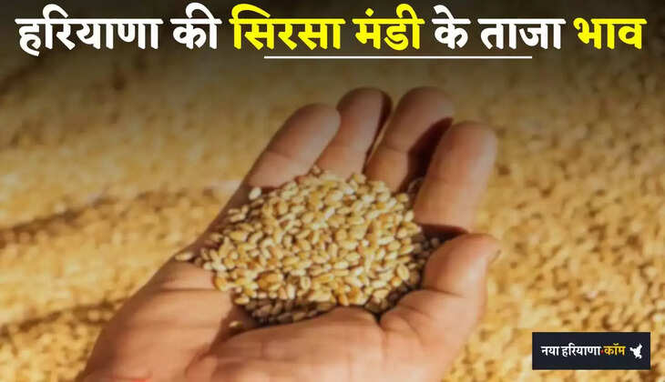 Mandi Bhav: हरियाणा की सिरसा मंडी के ताजा भाव जारी, देखें सभी फसलों के नए रेट