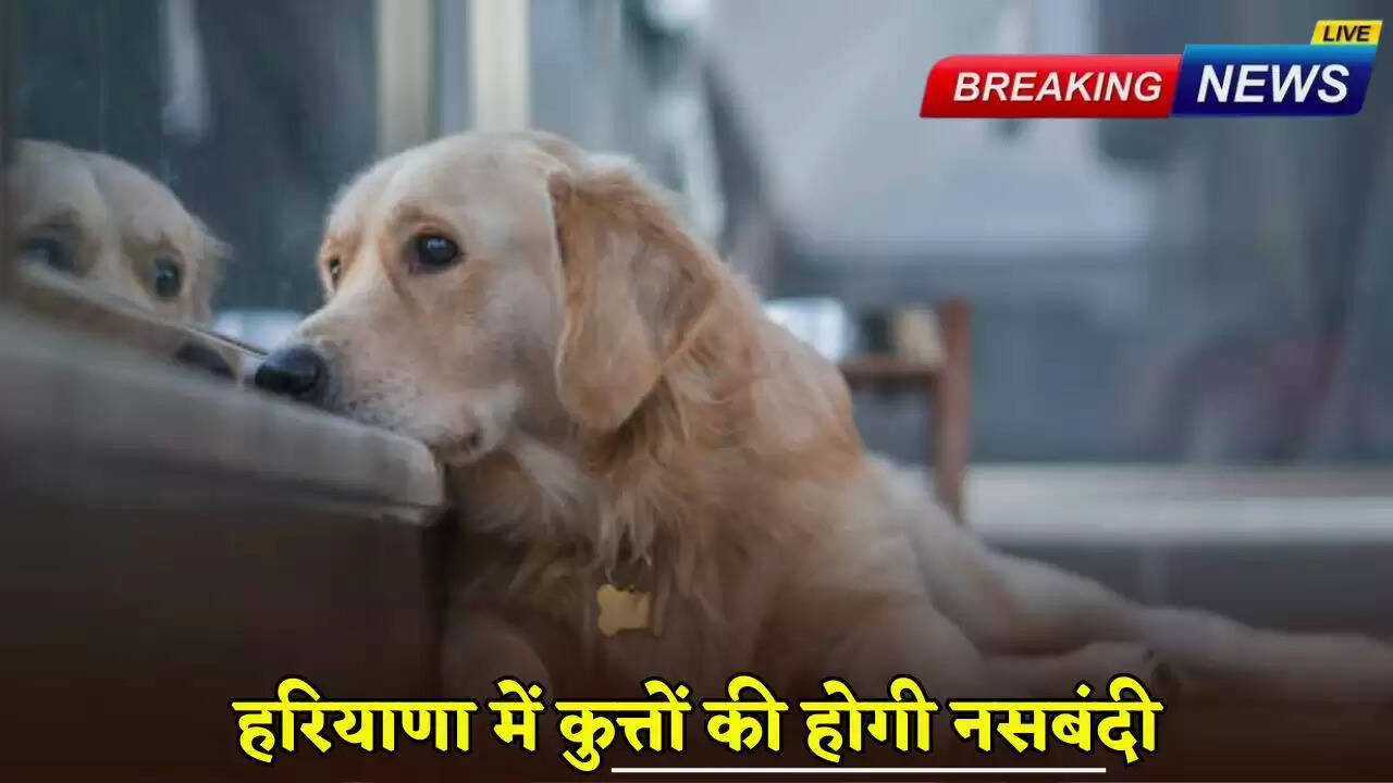 Dogs will be sterilized in Haryana