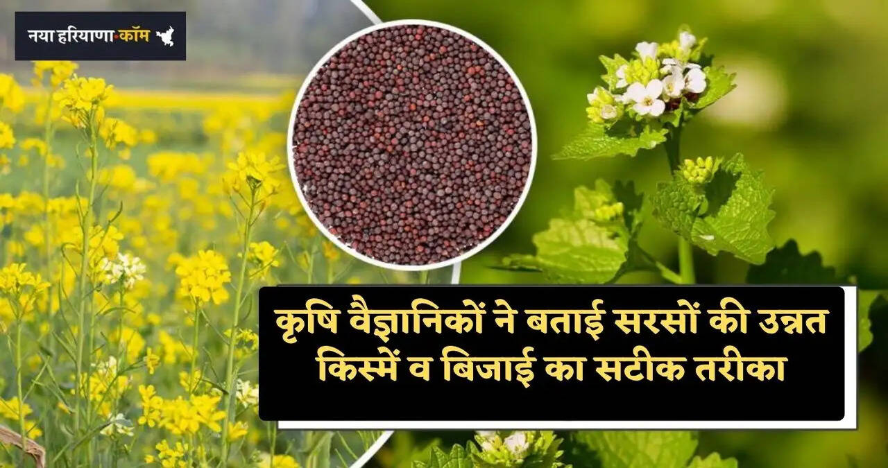 कृषि वैज्ञानिकों ने बताई सरसों की उन्नत किस्में व बिजाई का सटीक तरीका, बंपर पैदावार से निहाल हो जाएंगे किसान​​​​​​​