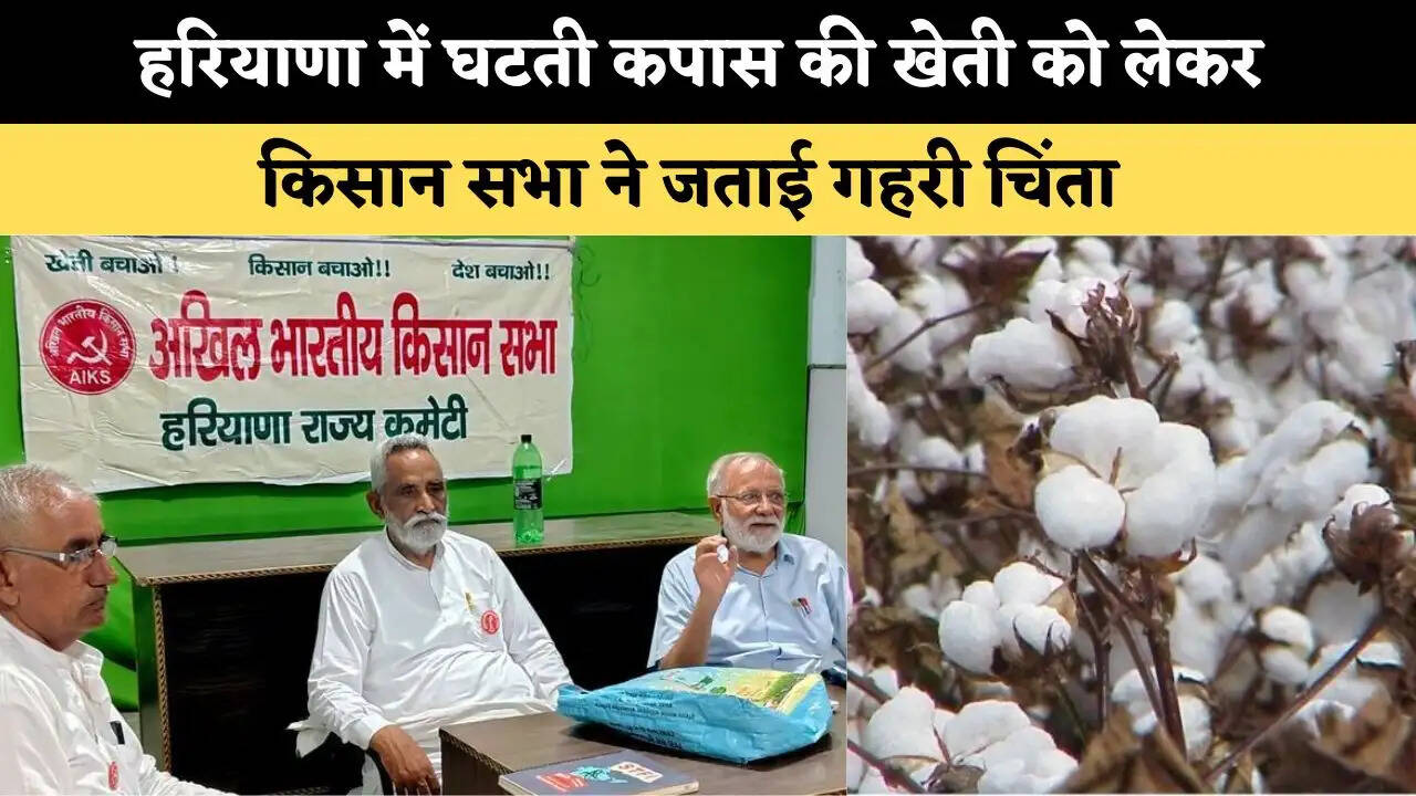 हरियाणा में घटती कपास की खेती को लेकर किसान सभा ने जताई गहरी चिंता 