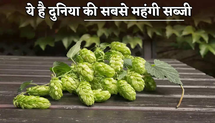 This is the world's most expensive vegetable.