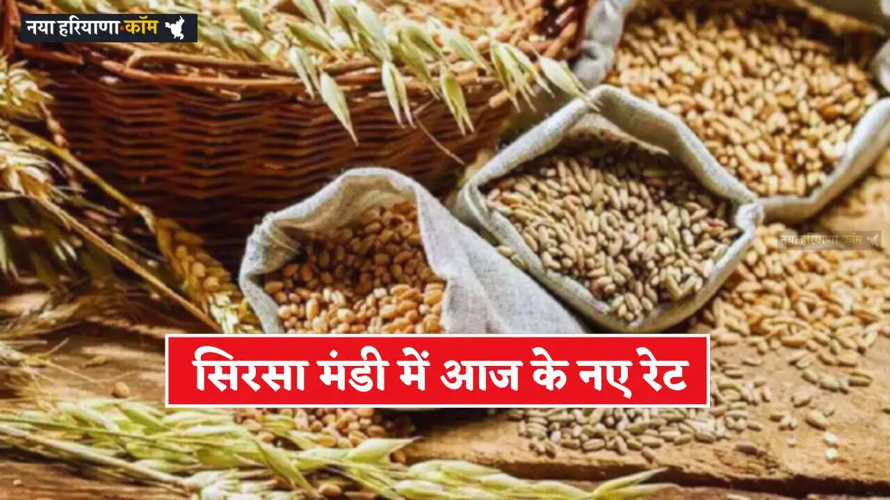 Mandi Bhav: सिरसा मंडी में 23 मार्च को किस भाव पर बिकी फसलें, देखें आज के नए रेट&nbsp;&nbsp;