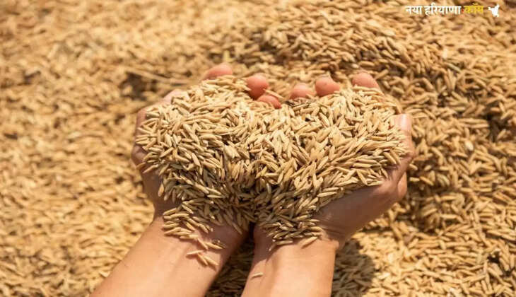 हरियाणा की मंडियों से अब तक ख़रीदा गया&nbsp;187743&nbsp;मीट्रिक टन धान, ये जिला है टॉप पर