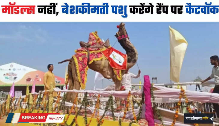 Haryana: मॉडल्स नहीं, हरियाणा में बेशकीमती पशु करेंगे रैंप पर कैटवॉक, मिलेंगे ये आकर्षक इनाम