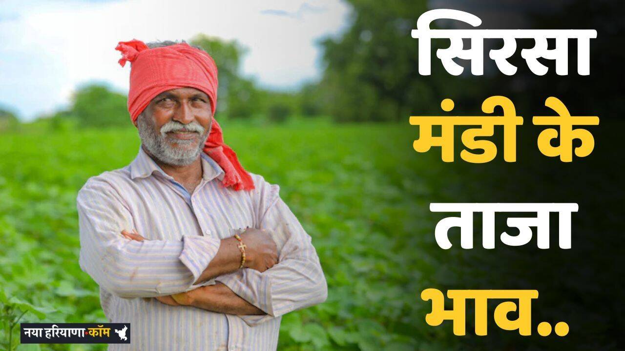 Sirsa Mandi: सिरसा मंडी में आज इस रेट पर बिकी फसलें, देखें ताजा भाव&nbsp;