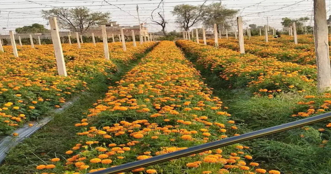 &nbsp;परंपरागत खेती छोड़ी तो बदली किस्मत, किसान मुकेश ने किन्नू के साथ शुरू की गेंदा व सब्जियों की खेती