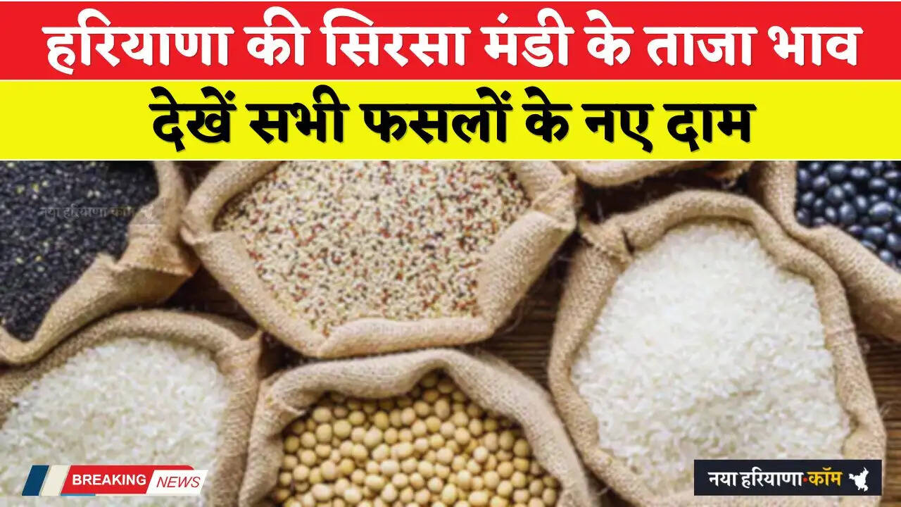 Mandi Bhav: हरियाणा की सिरसा मंडी के ताजा भाव, देखें सभी फसलों के नए दाम&nbsp;
