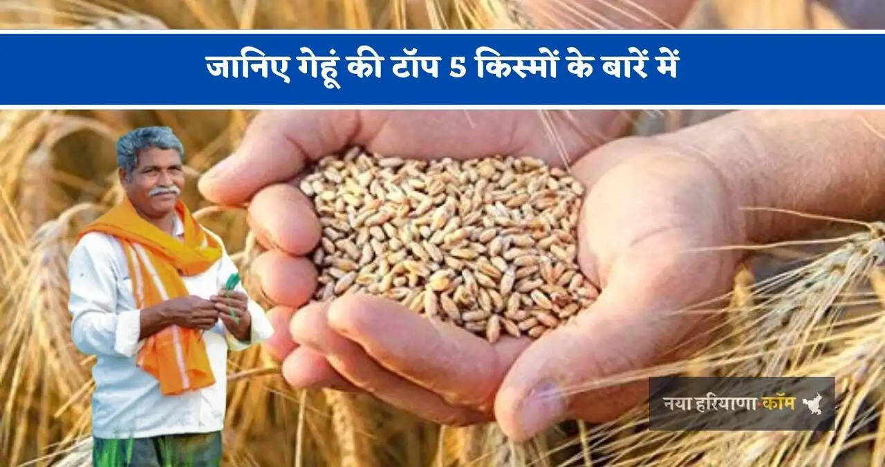 जानिए गेहूं की टॉप 5 किस्मों के बारें में, एक हेक्टयर में 55 क्विंटल तक होगी पैदावार &nbsp;