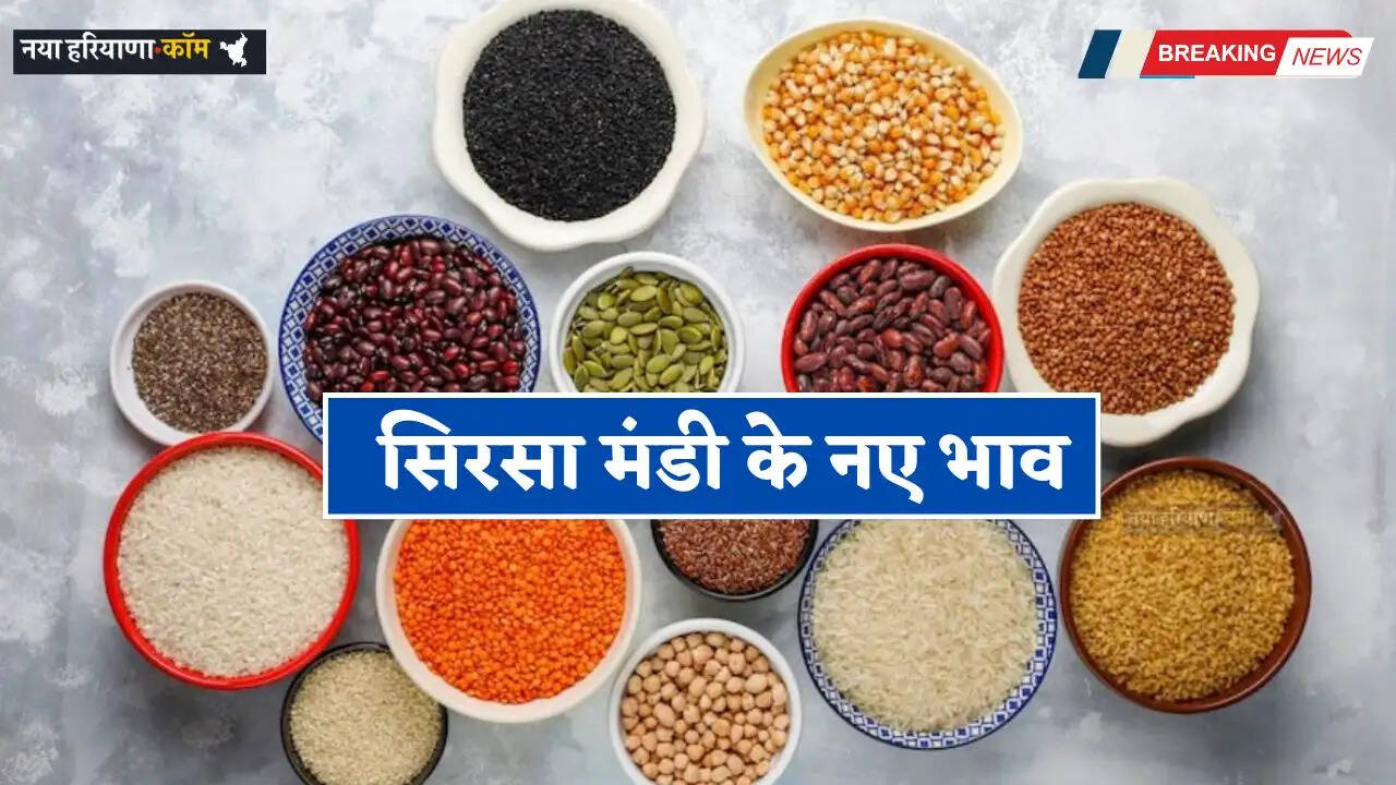 Mandi Bhav: सिरसा मंडी में 24 मार्च को किस रेट पर बिकी फसलें, देखें नए भाव&nbsp;&nbsp;