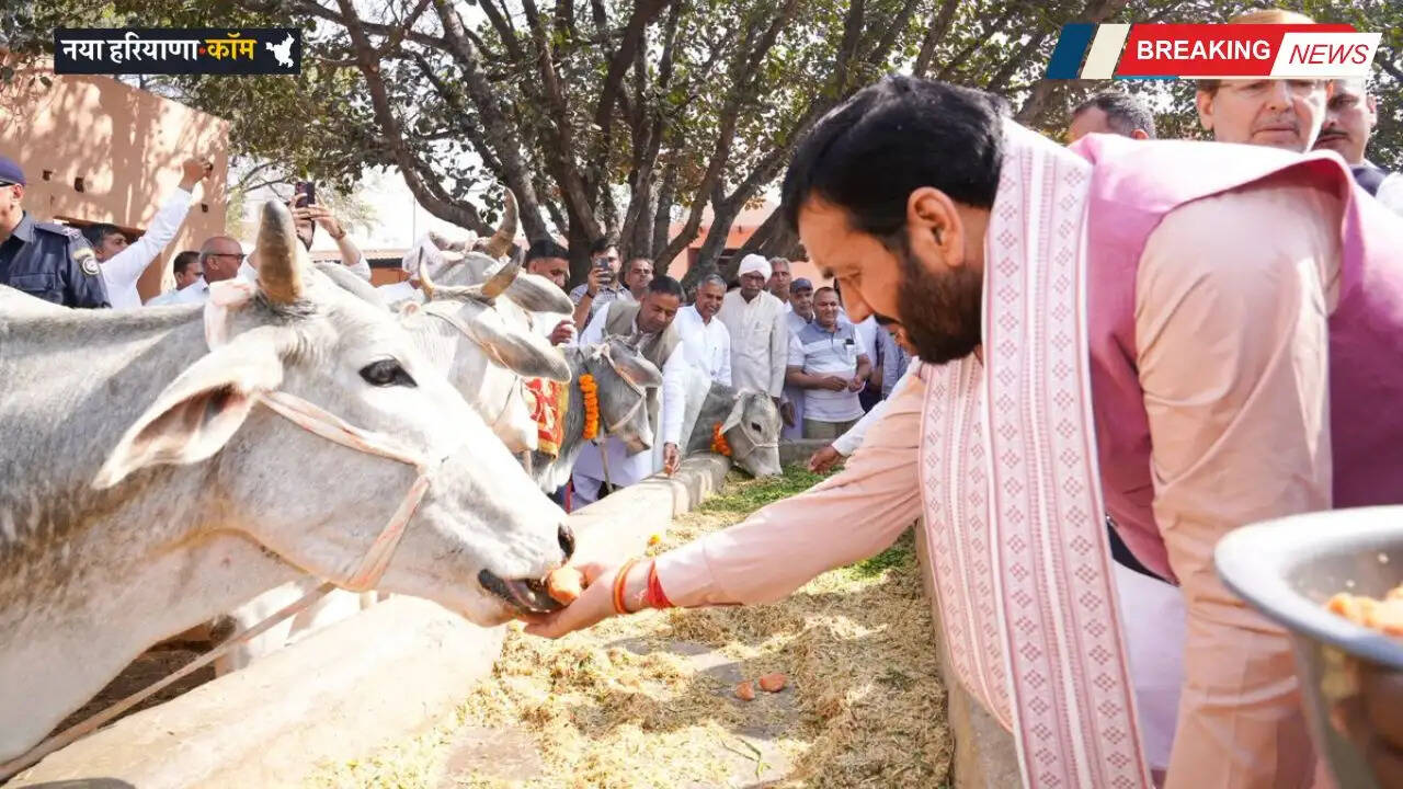 Haryana: हरियाणा की 602 गौशालाओं के लिए 68 करोड़ 34 लाख रुपये जारी, CM सैनी ने की घोषणा&nbsp;