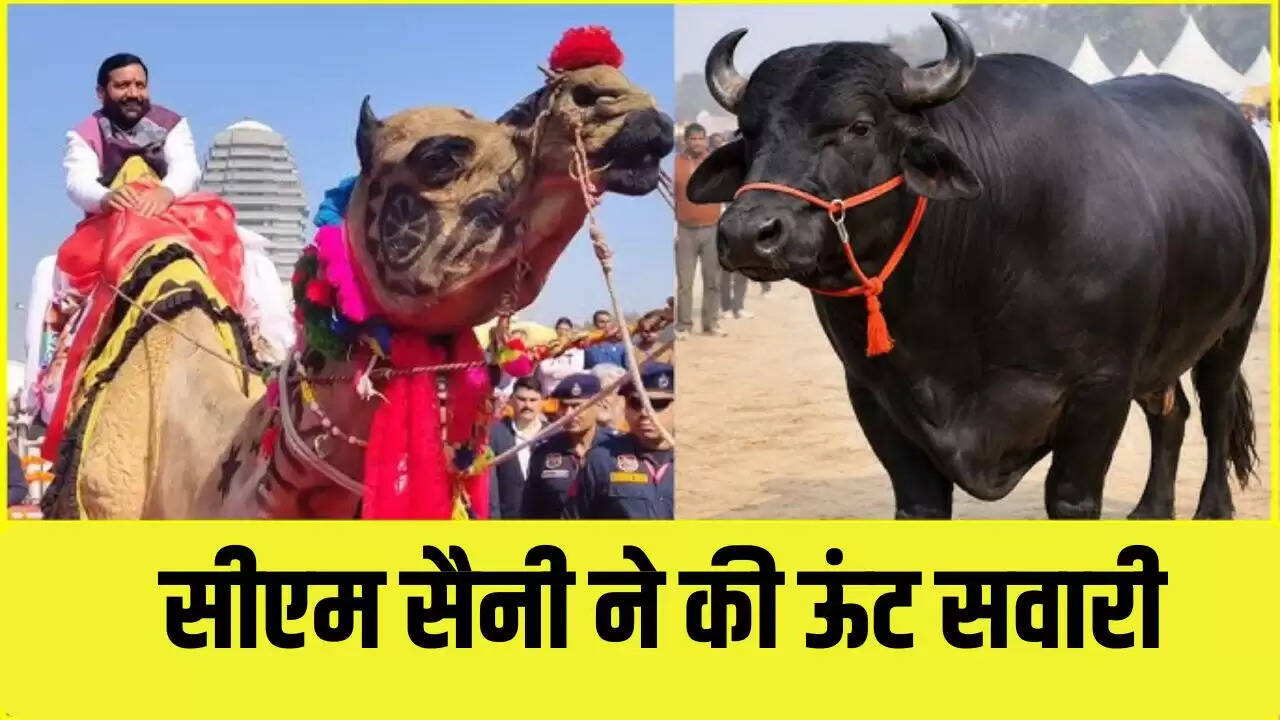 HARYANA NEWS