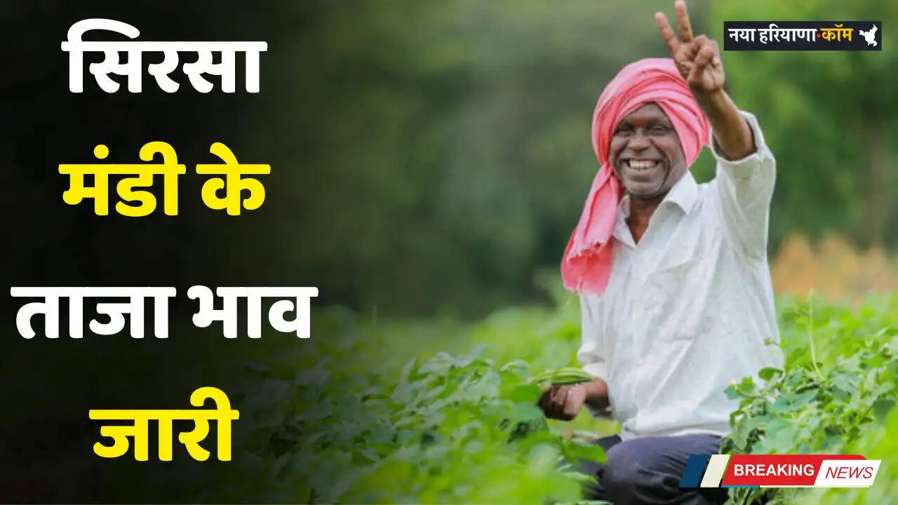 Mandi Bhav: सिरसा मंडी के ताजा भाव जारी, देखें सभी फसलों के दाम&nbsp;