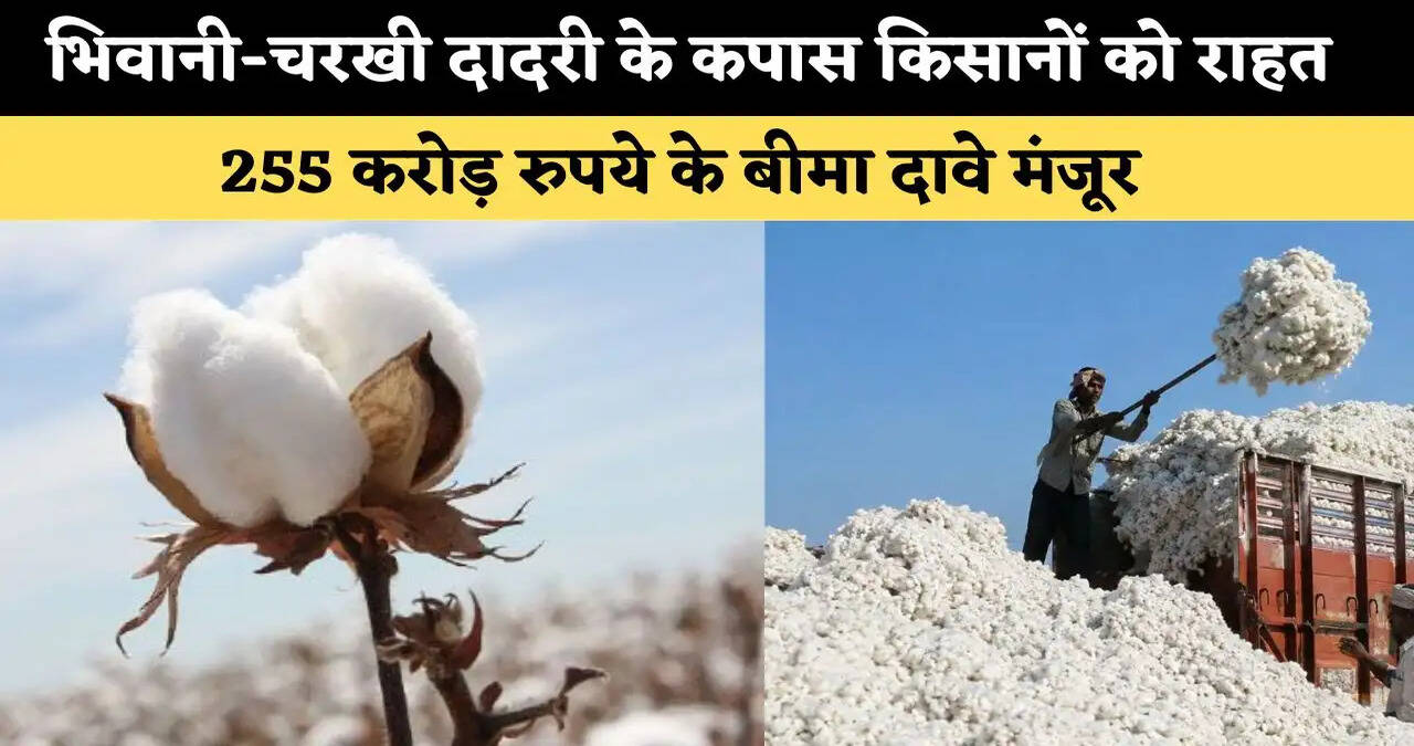 भिवानी-चरखी दादरी के कपास किसानों को बड़ी राहत, 255 करोड़ रुपये के बीमा दावे मंजूर 