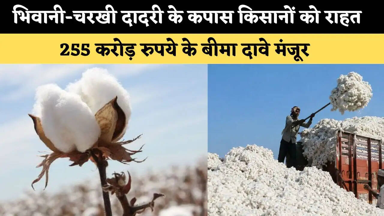 भिवानी-चरखी दादरी के कपास किसानों को बड़ी राहत, 255 करोड़ रुपये के बीमा दावे मंजूर 
