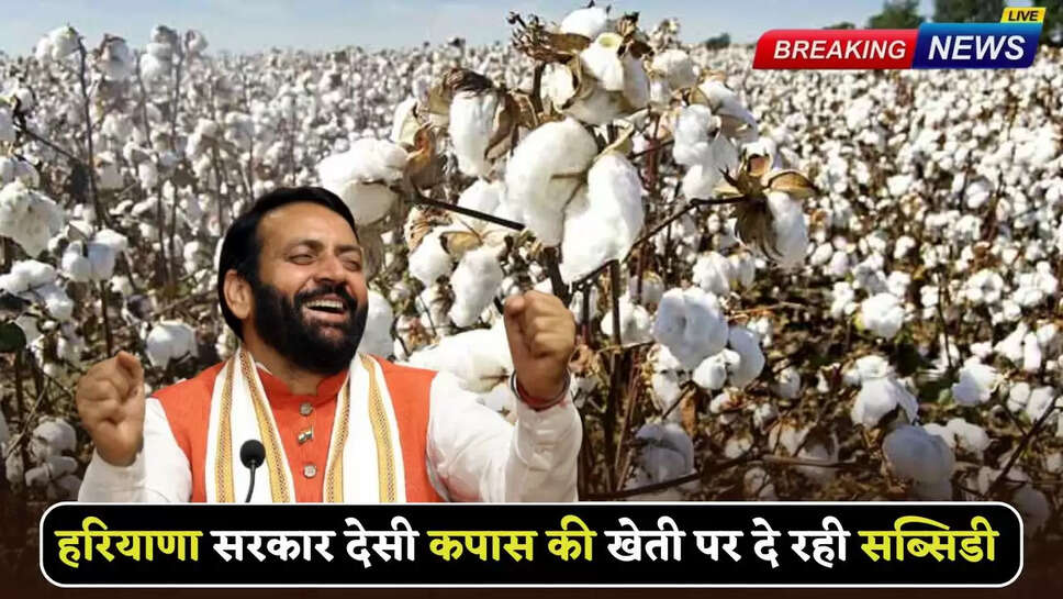 Good news for farmers who cultivate indigenous cotton in Haryana, government is giving subsidy, register immediately