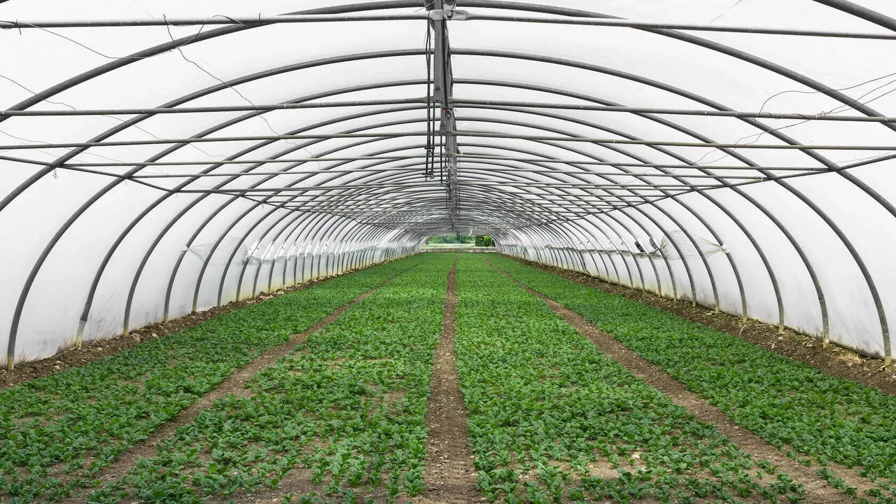 वर्टिकल फार्मिंग को बढावा देने, पॉली हाउस-ग्रीन हाउस के लिए सरकार दे रही 85 प्रतिशत तक अनुदान