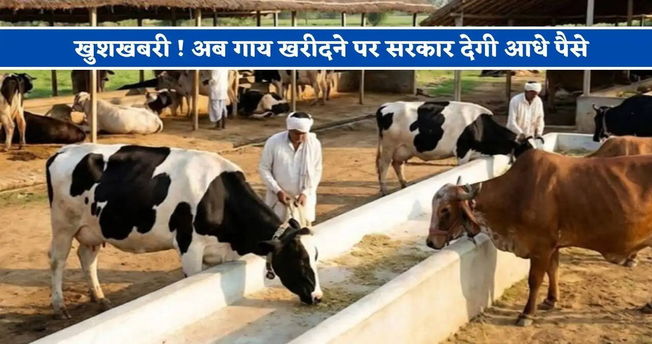 खुशखबरी ! अब गाय खरीदने पर सरकार देगी आधे पैसे, पोल्ट्री फार्मिंग के लिए मिलेंगे 100 चूजे फ्री