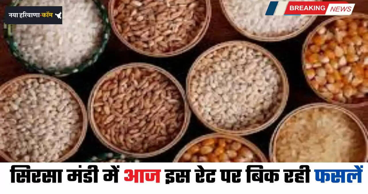 Mandi Bhav: हरियाणा की सिरसा मंडी में आज इस रेट पर बिक रही फसलें, देखें ताजा भाव